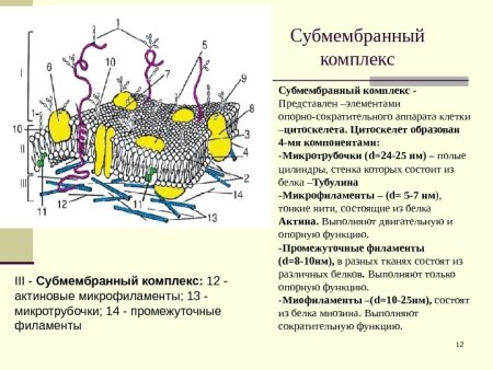 Субмембранный опорно-сократительный аппарат