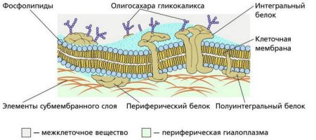 Строение плазматической мембраны клетки
