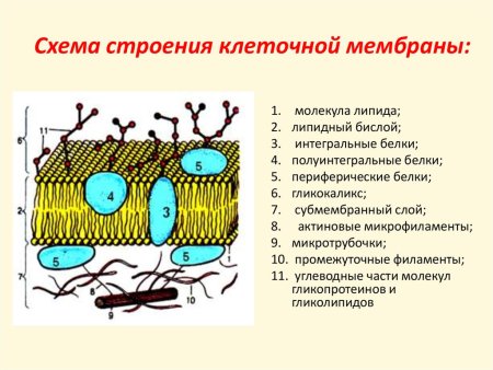 Схема строения клеточной мембраны
