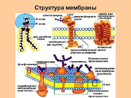 Схема строения плазматической мембраны клетки