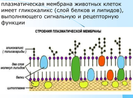 Строение клеточной мембраны плазмолеммы
