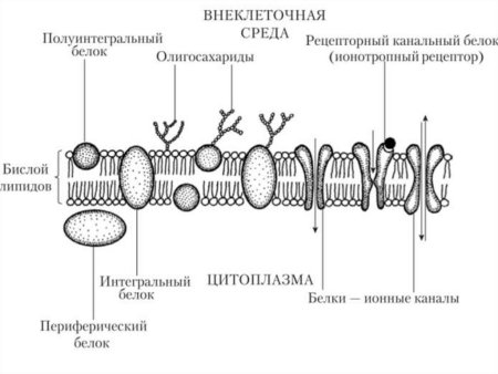 Структура клетки плазматическая мембрана