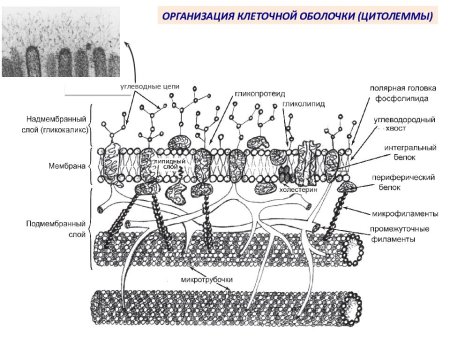 Наружная клеточная мембрана плазмалемма строение