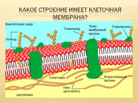 Пиогенная мембрана строение