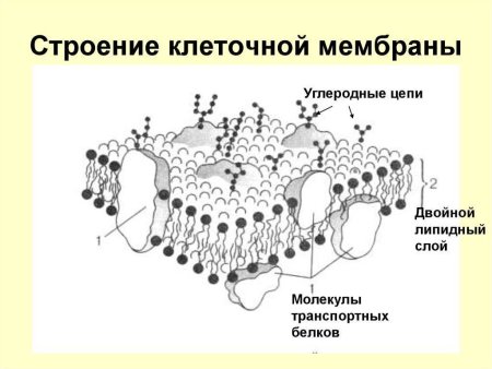Плазматическая мембрана плазмалемма
