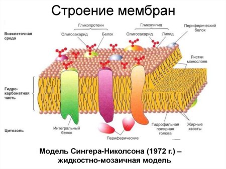 Поверхностный аппарат ядра строение и функции