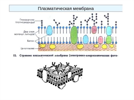 Структура клетки плазматическая мембрана