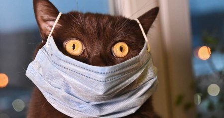 Многоразовая маска с мордочкой