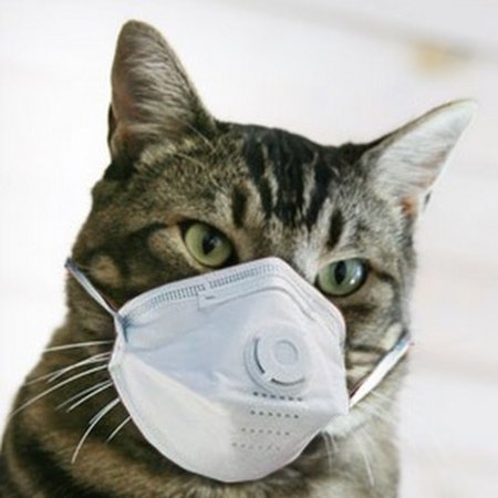 Тигр в медицинской маске