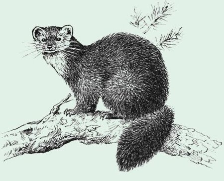 Лесная куница рисунок