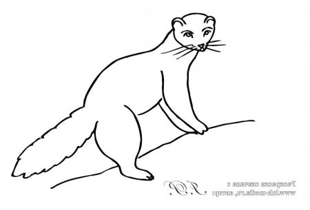 Лесная куница раскраска