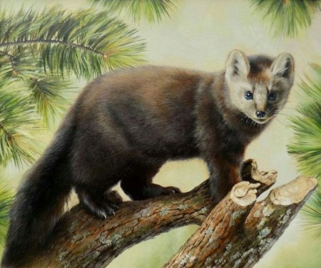 Животные тайги куница