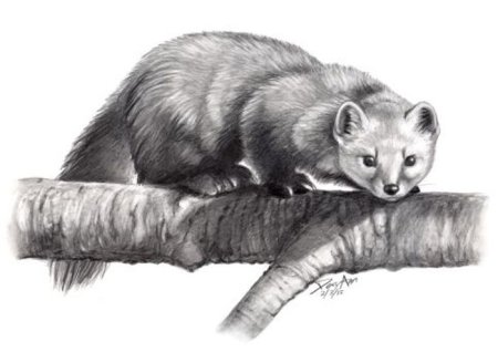 Куница Белогрудка