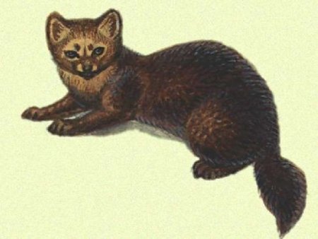 Соболь для детей