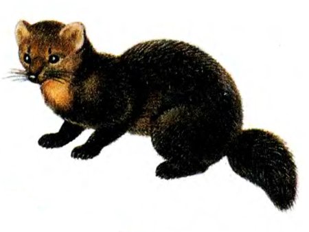 Соболь (martes zibellina (l.)