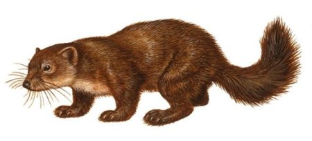 Соболь животное