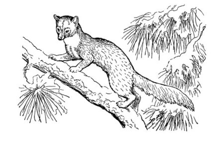 Куница раскраска