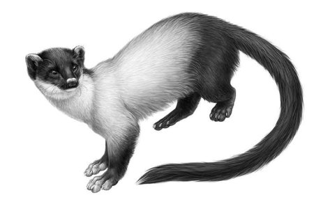 Куница Харза хорек