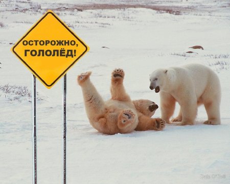 Скользко на льду