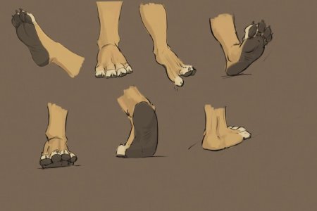 Павс референс