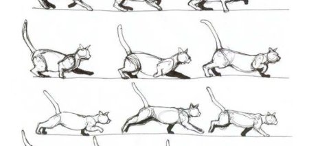 Бег кота референс сзади