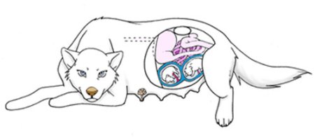 Расположение щенков в животе у собаки схема