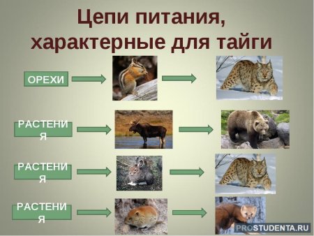 Схема цепи питания в тайге