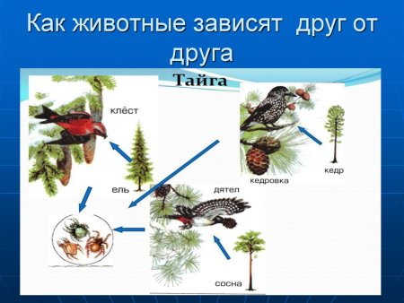 Цепь питания животных в тайге