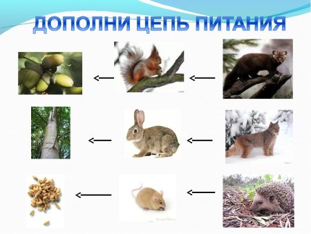 Цепь питания в тайге