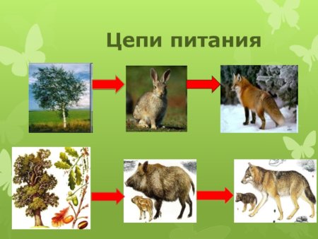 Цепь питания в тайге