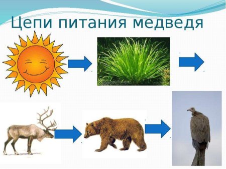 Пищевая цепь медведя бурого