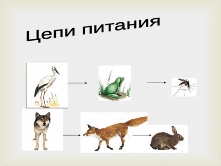 Трофические звенья в цепи питания