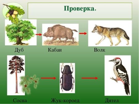 Пищевая цепочка леса схема