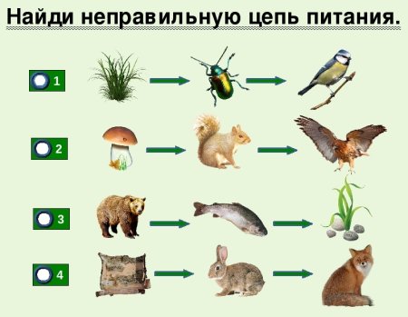 Лиса пищевая цепочка