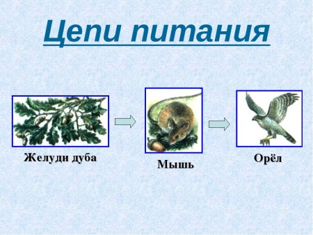 Цепь питания Амурского тигра