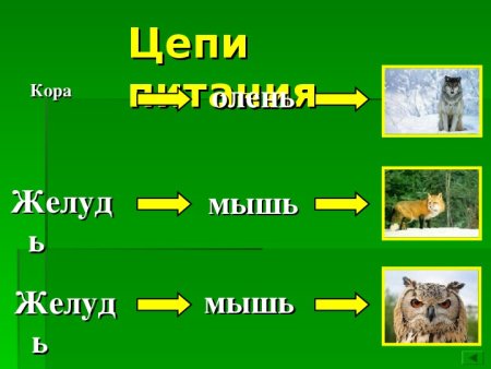 Схема цепи питания в тайге 4 класс окружающий мир
