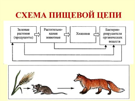 Цепь питания Соболь бурундук