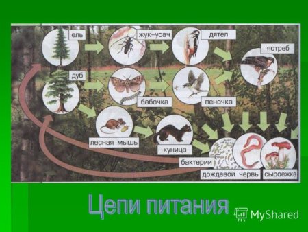 Цепь питания тигра