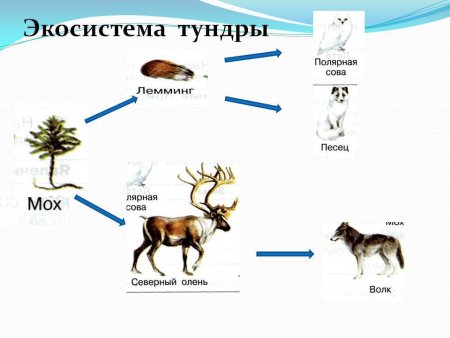Цепь питания сеть питания