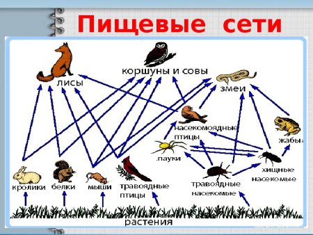 Цепочка питания биология 5