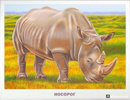 Карточки. Животные Африки