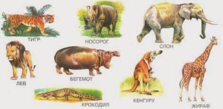 Какие животные живут в жарких странах