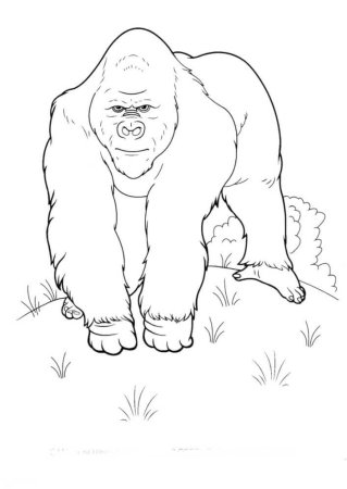 Горилла раскраска