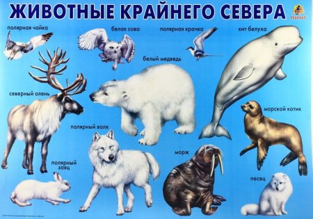 Животные севера