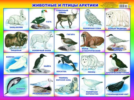 Животные и птицы Арктики