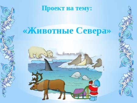 Животные севера для дошкольников