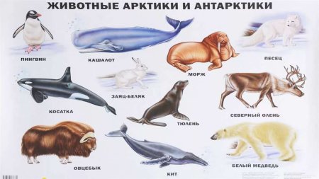 Животные севера для детей