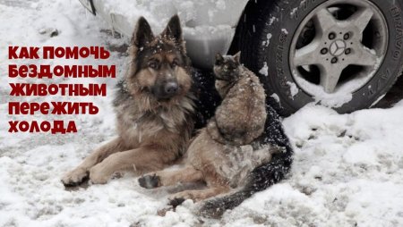 Бездомные животные зима