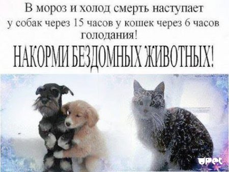 Покормите бездомных животных