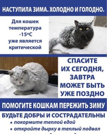 Покормите бездомных животных животных зимой